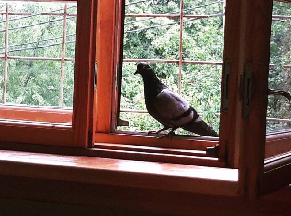 В окно влетела птица